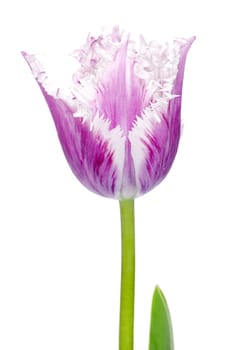 pink tulips on white background 