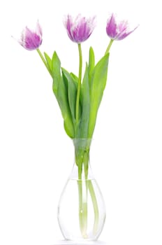 pink tulips on white background 