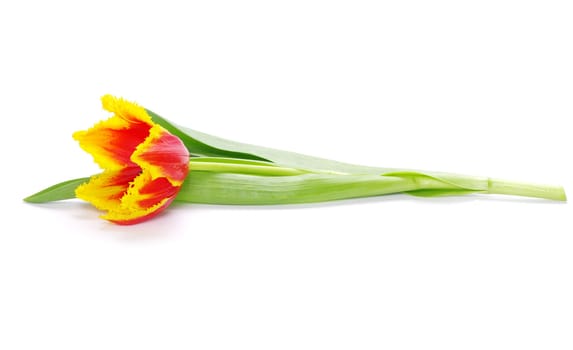 yellow tulip isolated on white