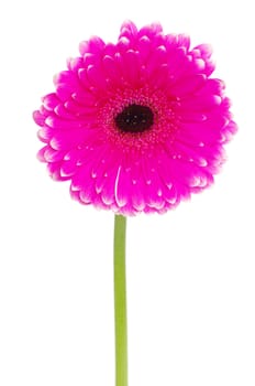 gerbera flower closeup on white background