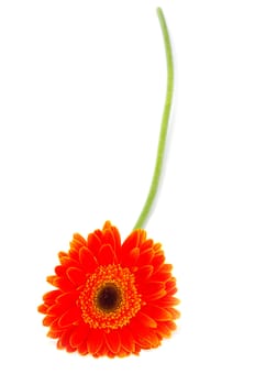 red gerbera flower closeup on white background