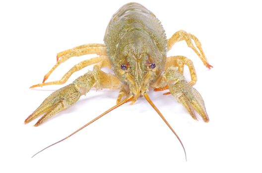 crawfish on a white background