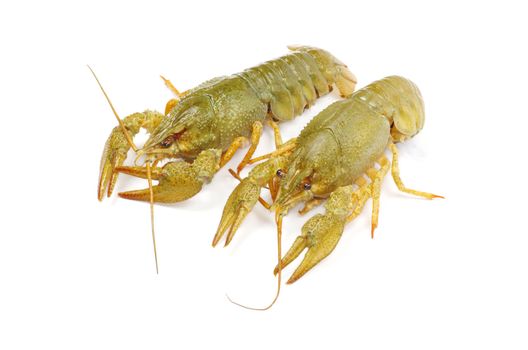 crawfish on a white background