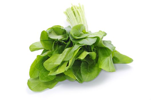 fresh sorrel isolated on white background