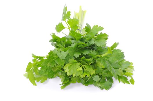Bunch of fresh green parsley isolated on white background