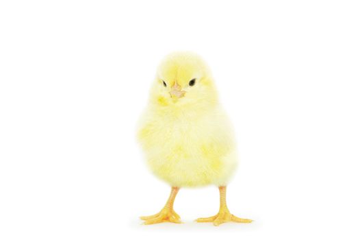 Cute little baby chicken isolated on white background