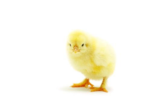 Cute little baby chicken isolated on white background