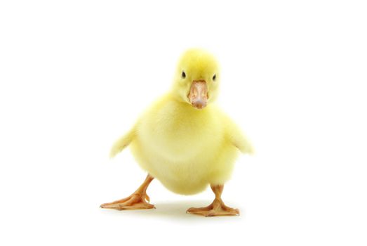 cute gosling isolated on a white