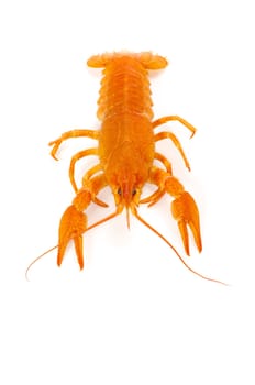 Hot boiled crayfish on white background