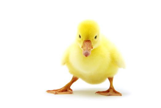 cute gosling isolated on a white