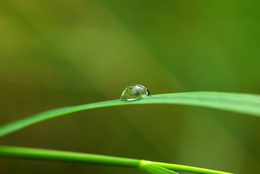 Dew drop on a blade of grass 