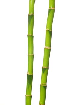 green bamboo isolated on a white background