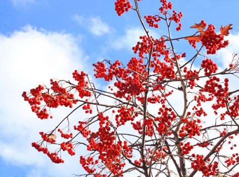 Rowan tree. November sky. Seasonal changes