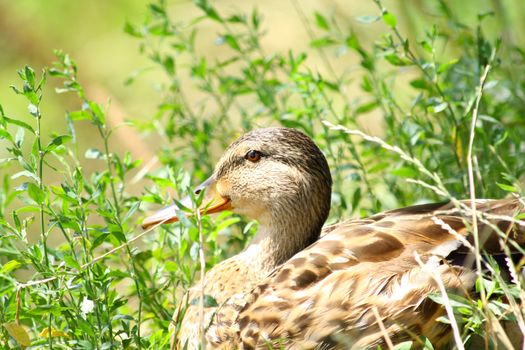 Duck resting among green plants