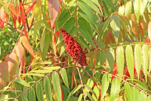 Close up of the red sumac seed head