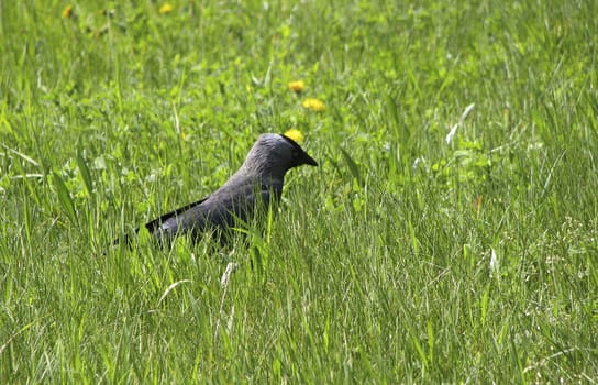 Crow and green grass with flowers