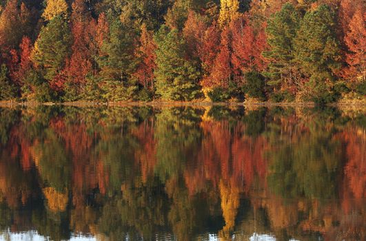 a picture of fall trees and water