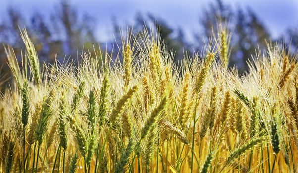 a Closeup photo of ripe wheat on the field.