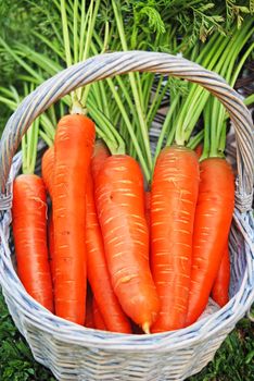 freshly picked carrots in a basket