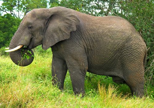 a mature elephant in its natural environment
