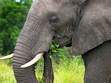mature elephant eating leaves