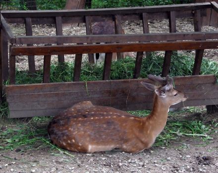 The young deer lies in a zoo