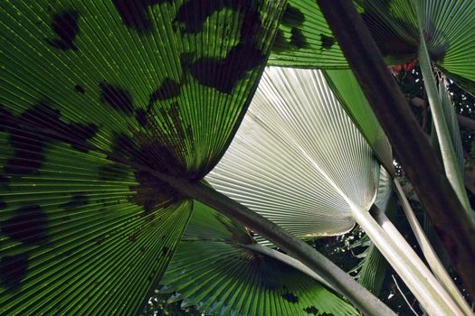 Sunlight on a single leaf of a plant with others in shade