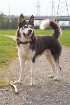 Spitz-type black and white dog in the park
