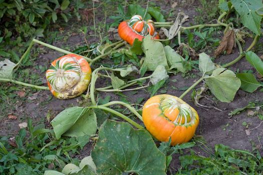 autumn orange land field pumpkin halloween green