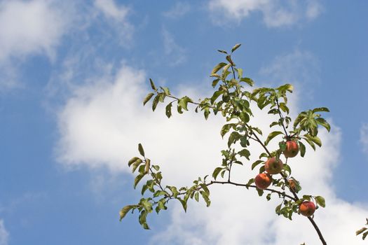 apple fruit branch green autumn sky