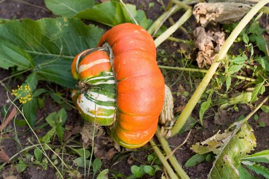 autumn orange land field pumpkin halloween green