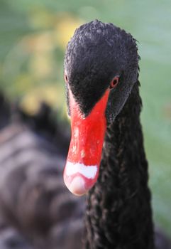 black swan in to the pond. Askania-Nova. Ukraine