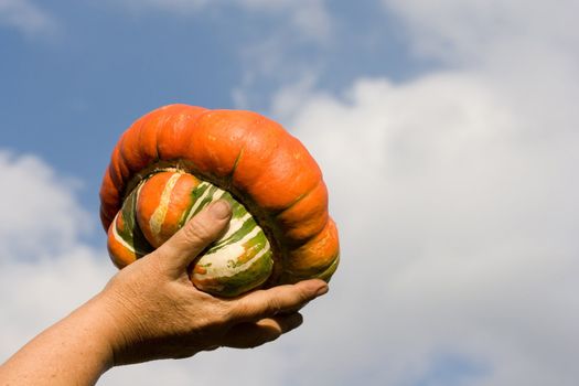 autumn vegetables clouds fall sky pumpkin hand