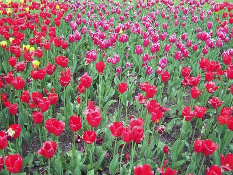 Many different tulips are blooming on the field.