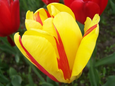 Close up of the yellow tulip with red stripes.