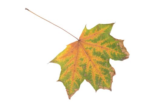 isolated tree white autumn colored maple leaf