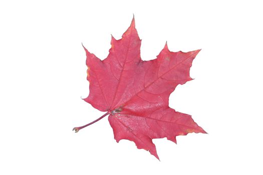 isolated tree white autumn red maple leaf