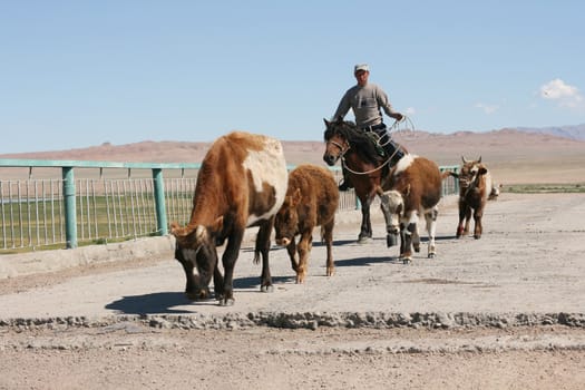 Mongolian man rounding up bulls