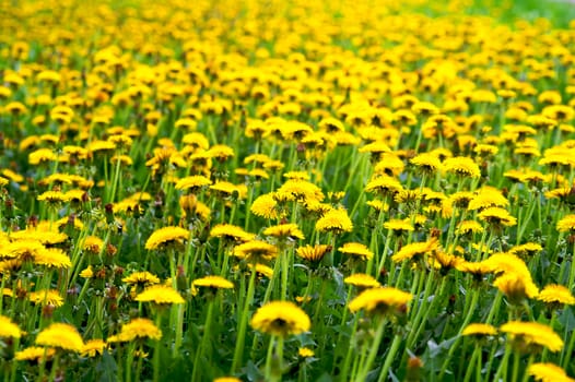 Meadow with yellow dandelions