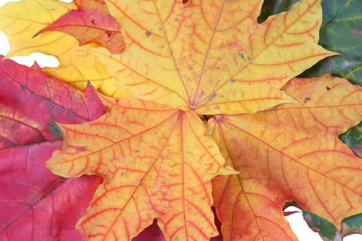 autumn yellow orange maple textured leaf colored