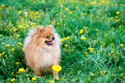 Spitz dog on a green lawn