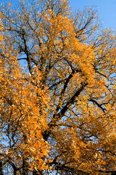 Ancient oak tree in autumn