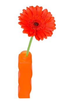 Still-life of a Gerbera Daisiy in a orange vase