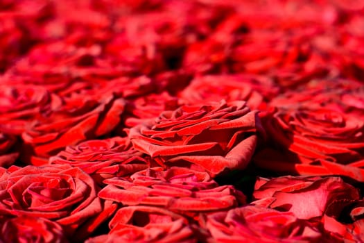 Red roses background