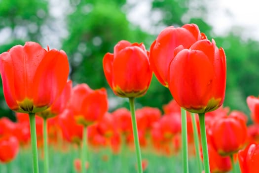 A field of beautiful red tulips