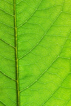 structure of leaf natural background