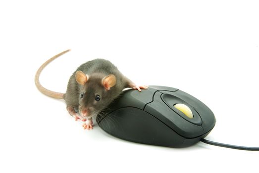 Rat and a computer mouse on white background