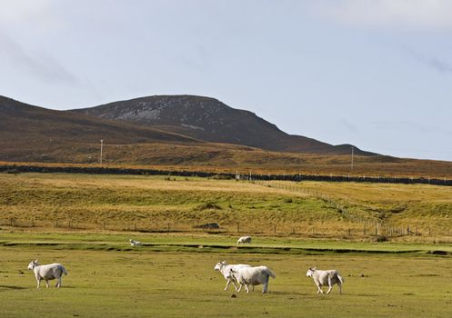 sheeps in scotisch landscape. mountains in background