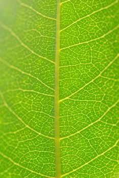 structure of leaf natural background