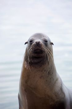 Sea lion portrait with the ocean in the background